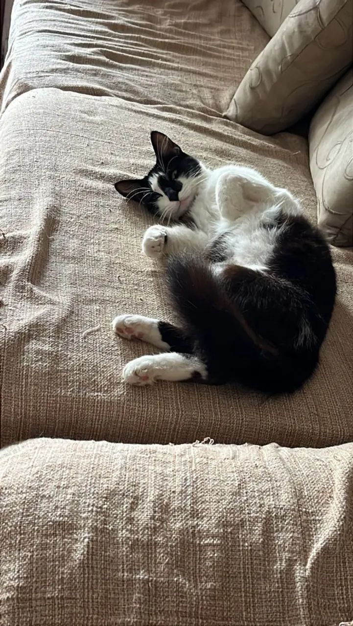 Adoção responsável: levo até a sua casa - Foto 2