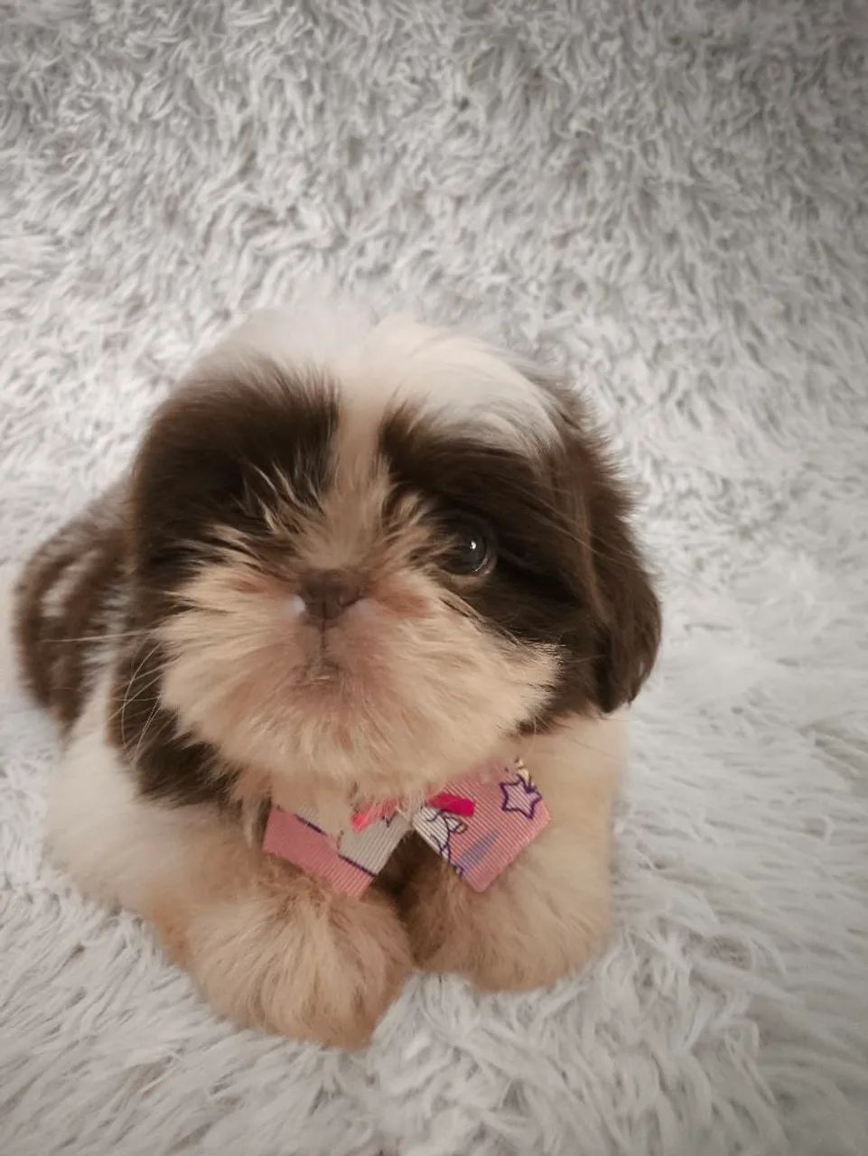 Shih tzu chocolate fêmea  - Foto 2