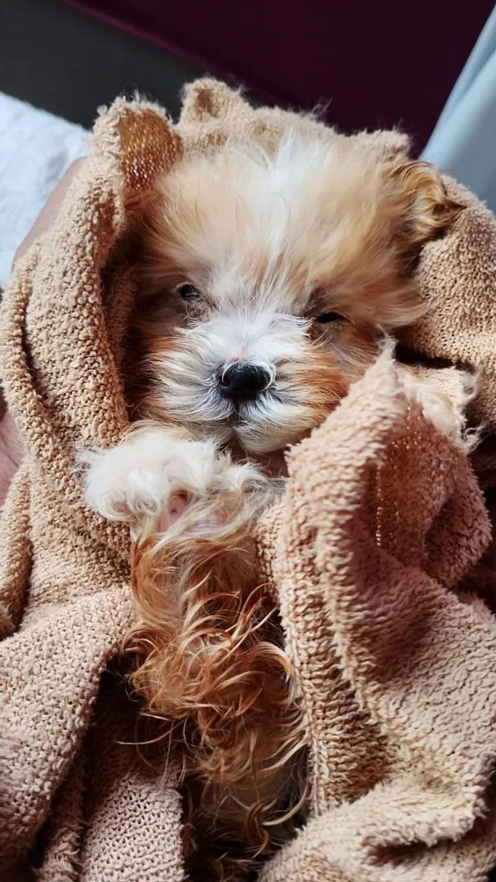 Cachorro  - Foto 2
