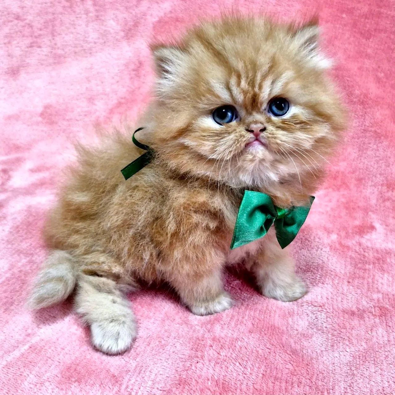 Gato persa show - Foto 4
