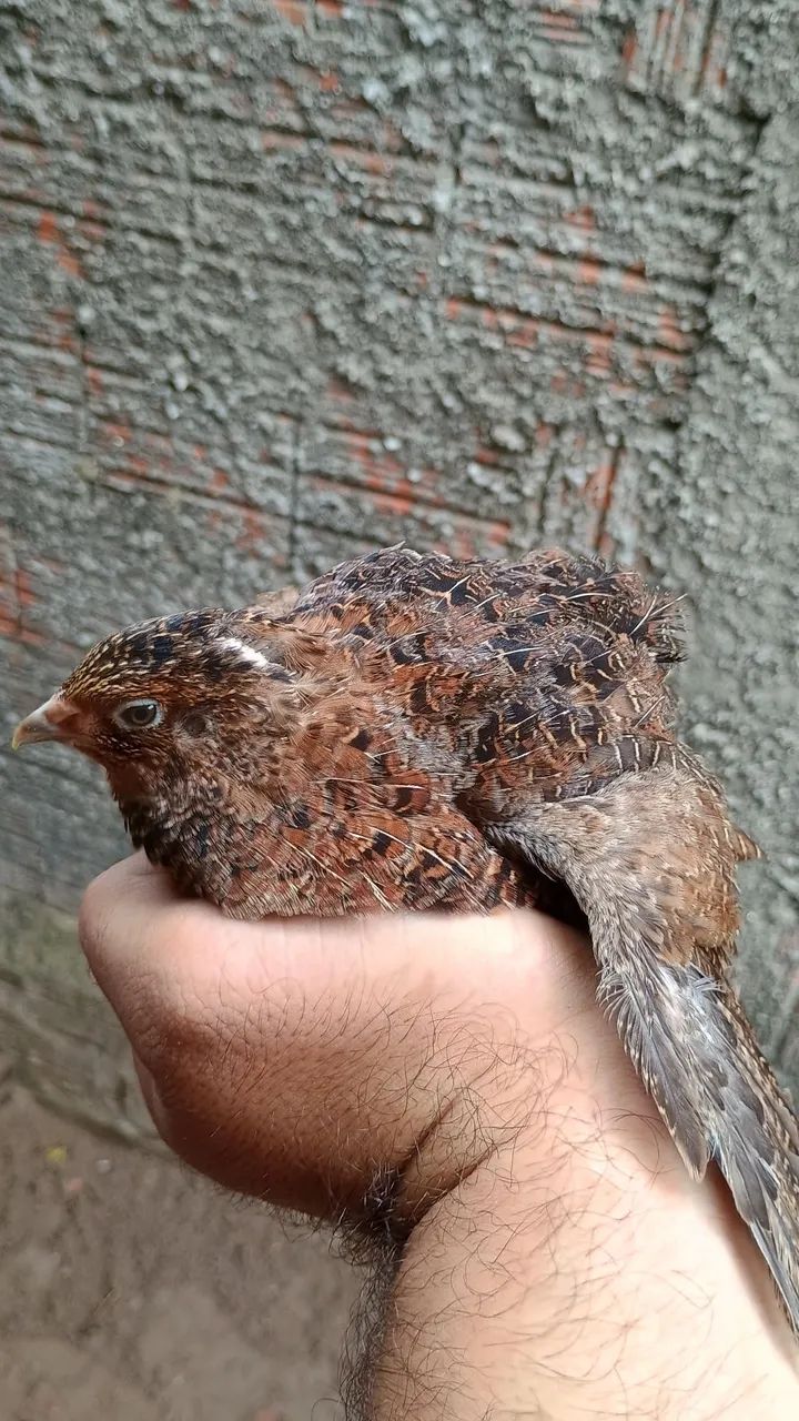 Codorna gigante  - Foto 2