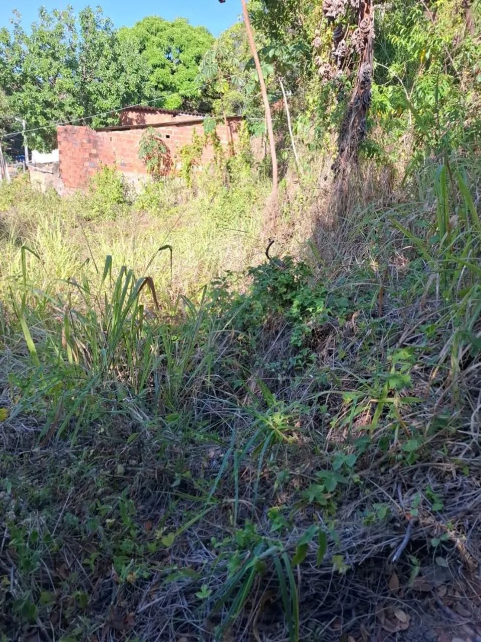 TERRENO 323m² EM GUAXUMA - MACEIÓ - Foto 3