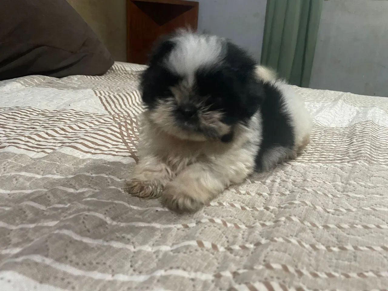 Vendo filhote de Shitzu macho com 55 dias  - Foto 2