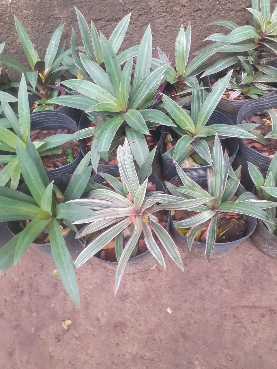 Planta e jardim  - Foto 3
