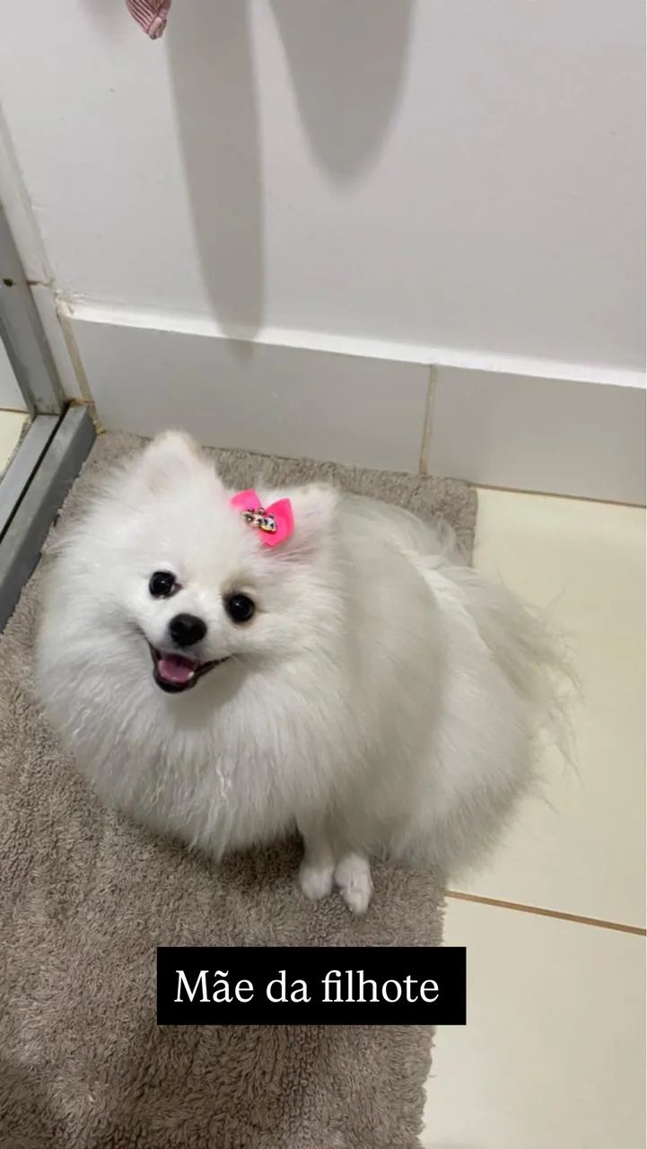 Filhote Spitz Alemão - Foto 2