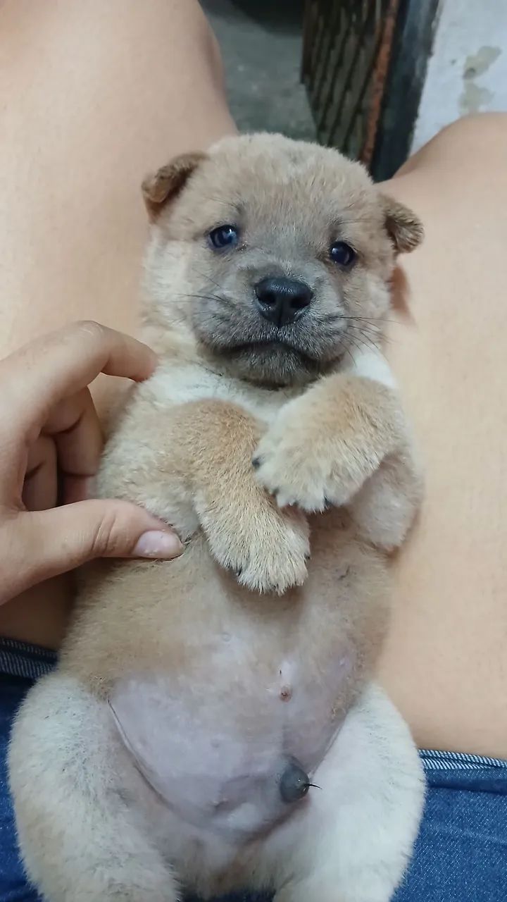 Chow chow 