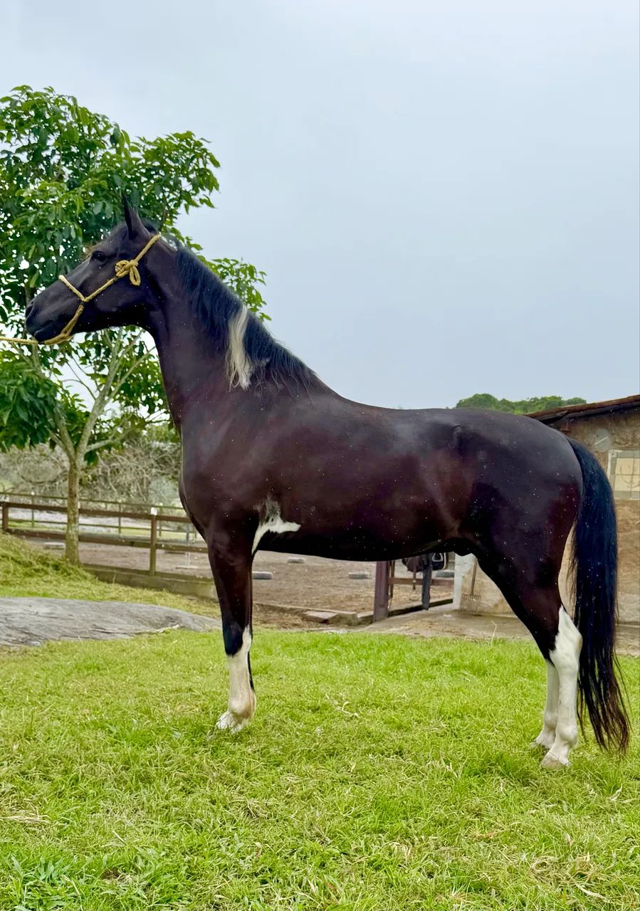 Cavalo Mangalarga marcha Picada 