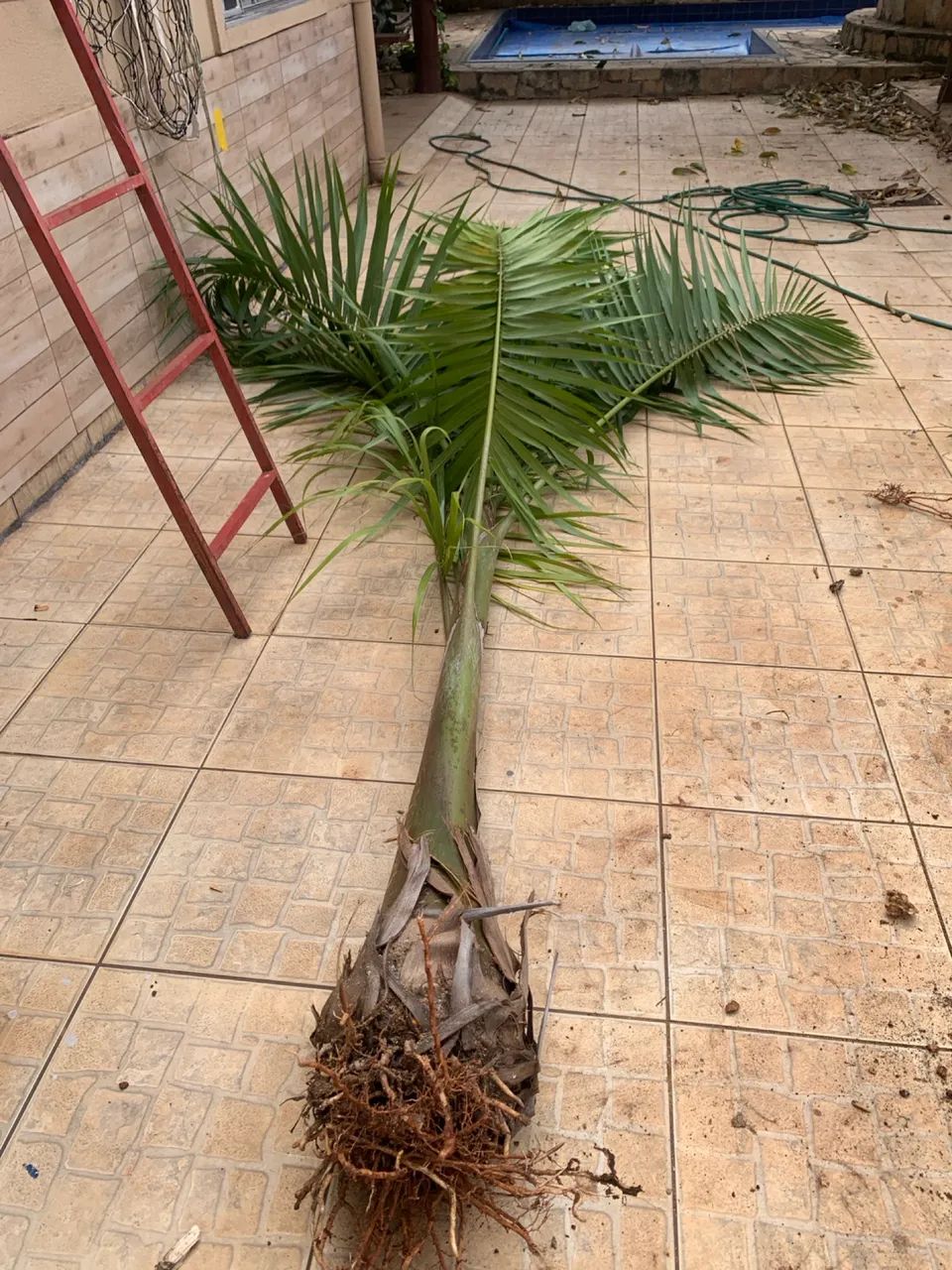 Vendo palmeira - Foto 2