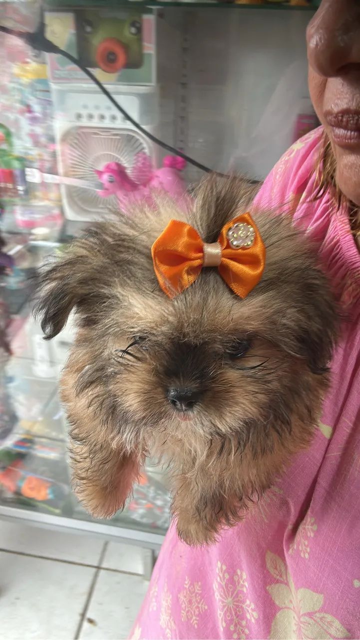 Vendo filhotes de Lulu com Shitzu 500 reais cada - Foto 2
