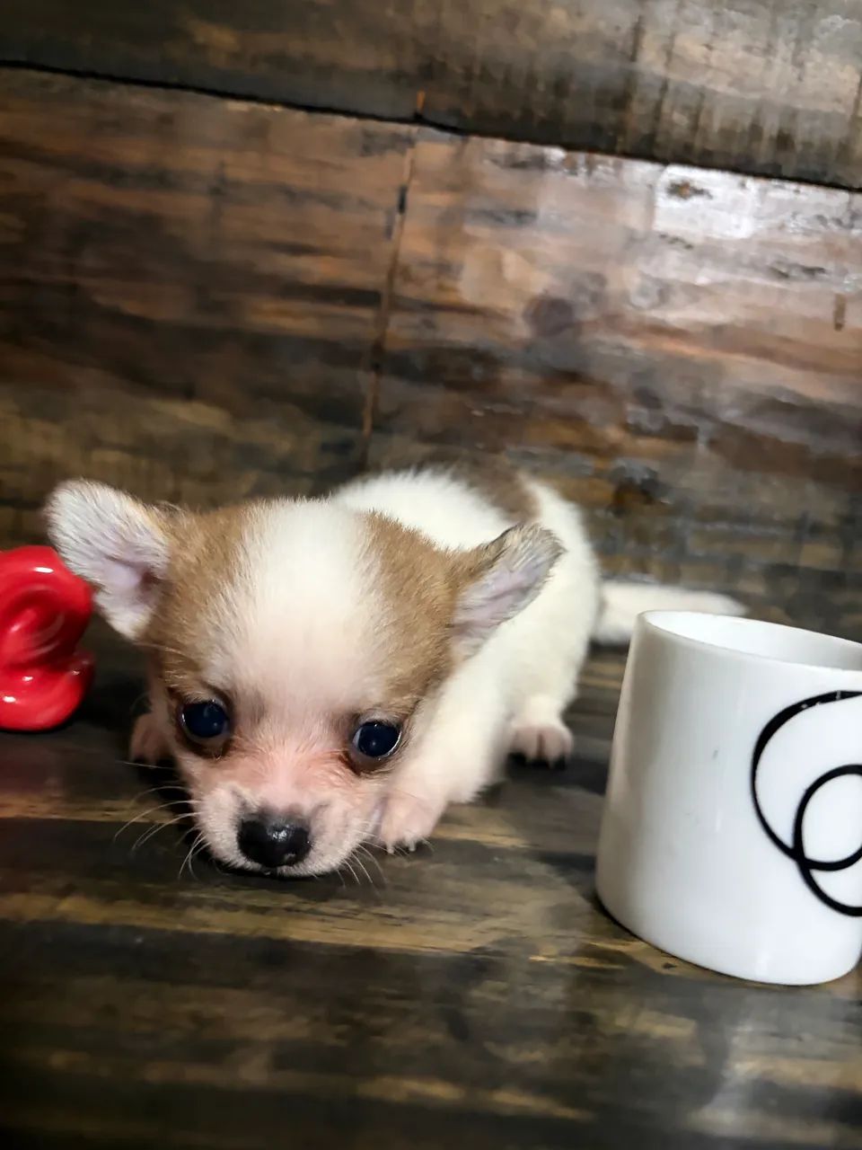 Chihuahua  - Foto 5