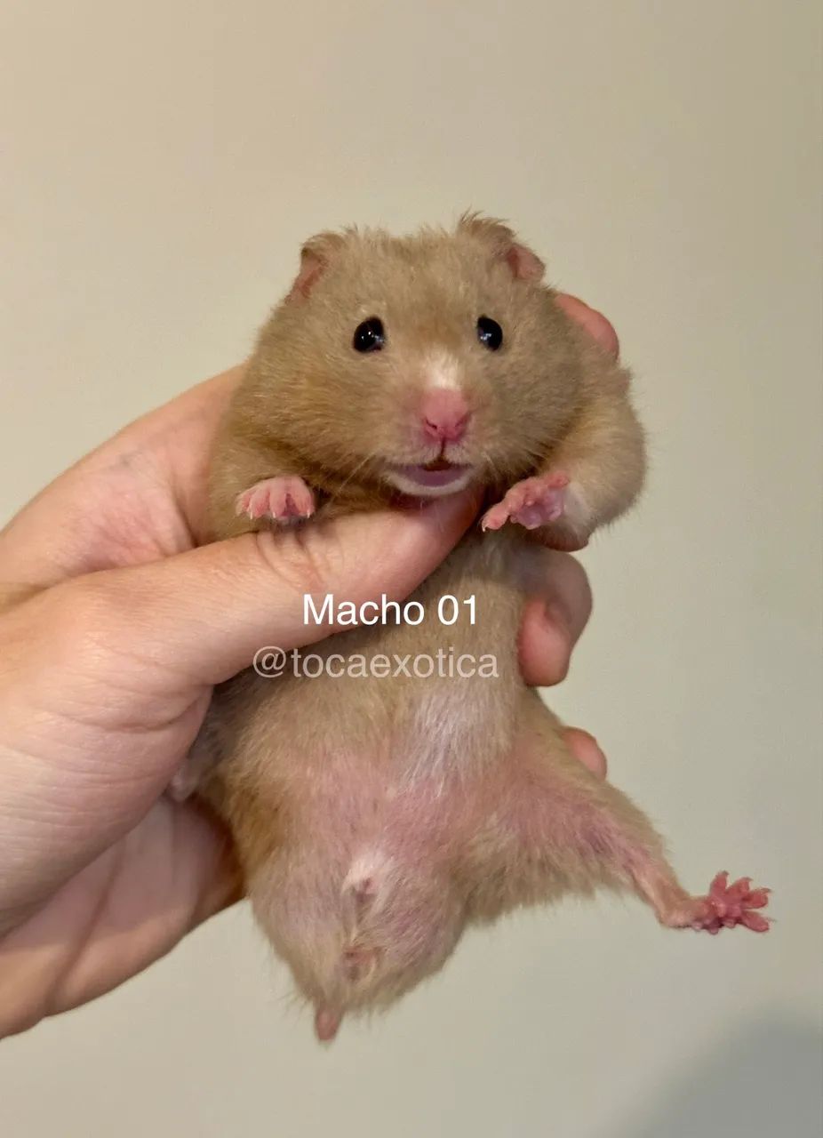 Hamster Sírio  - Foto 4