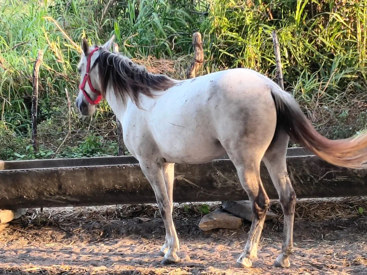 Egua pra vende - Foto 3