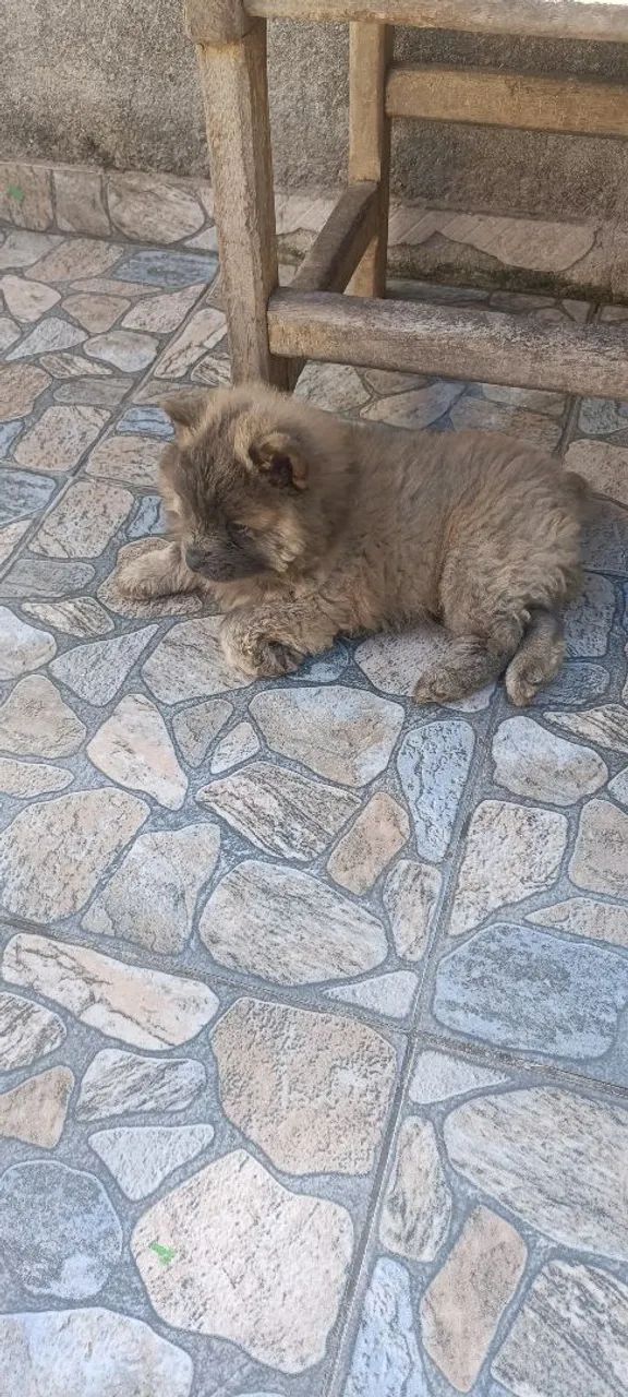 Filhotes de Chow Chow  - Foto 2
