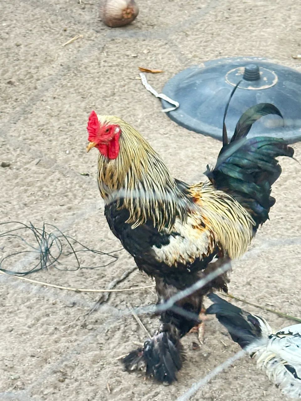 Galo Brahma  - Foto 2