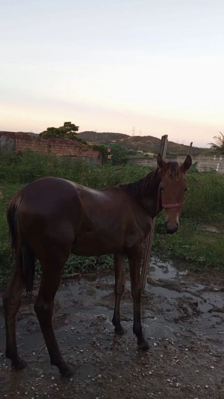 Vende-se ou troca porda bem mestiça de manga larga apenas 8 mês  - Foto 5