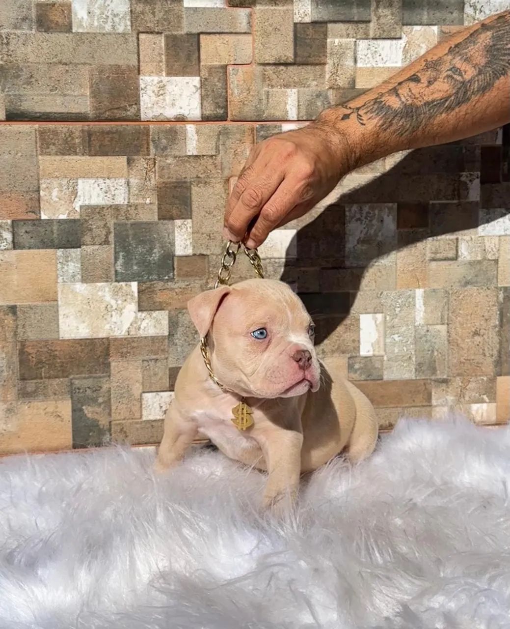 American bully Macho - Foto 3