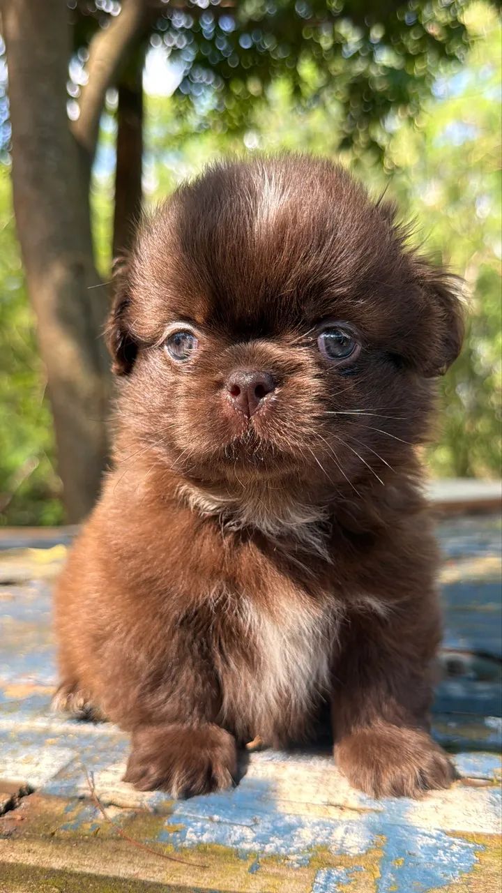 Shihtzu chocolate 