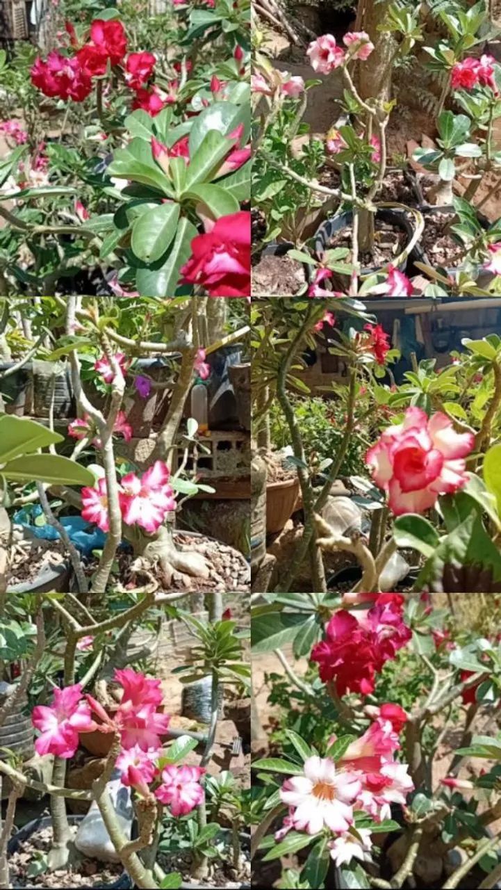 Rosas do deserto - Foto 5