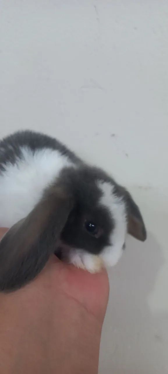 Mini Lop orelhas caídas  - Foto 3