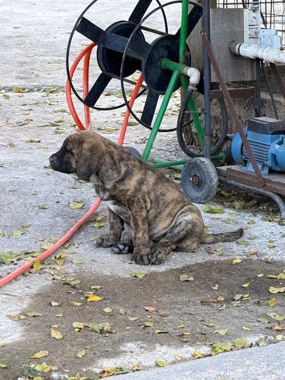 Fila brasileiro  - Foto 3