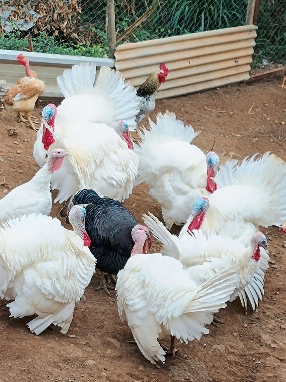 Peru Macho 