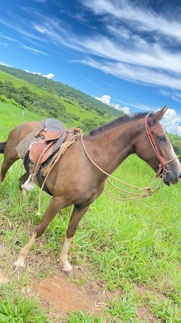 Vende -se égua registrada  - Foto 2