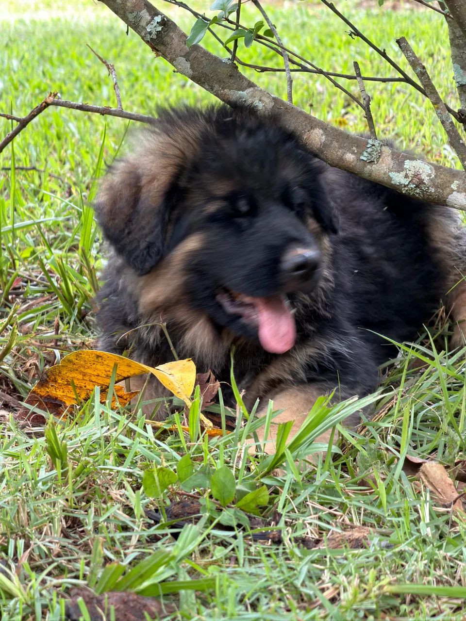 Filhotes de Pastor Alemão preto e capa preta pelo longo - Foto 3