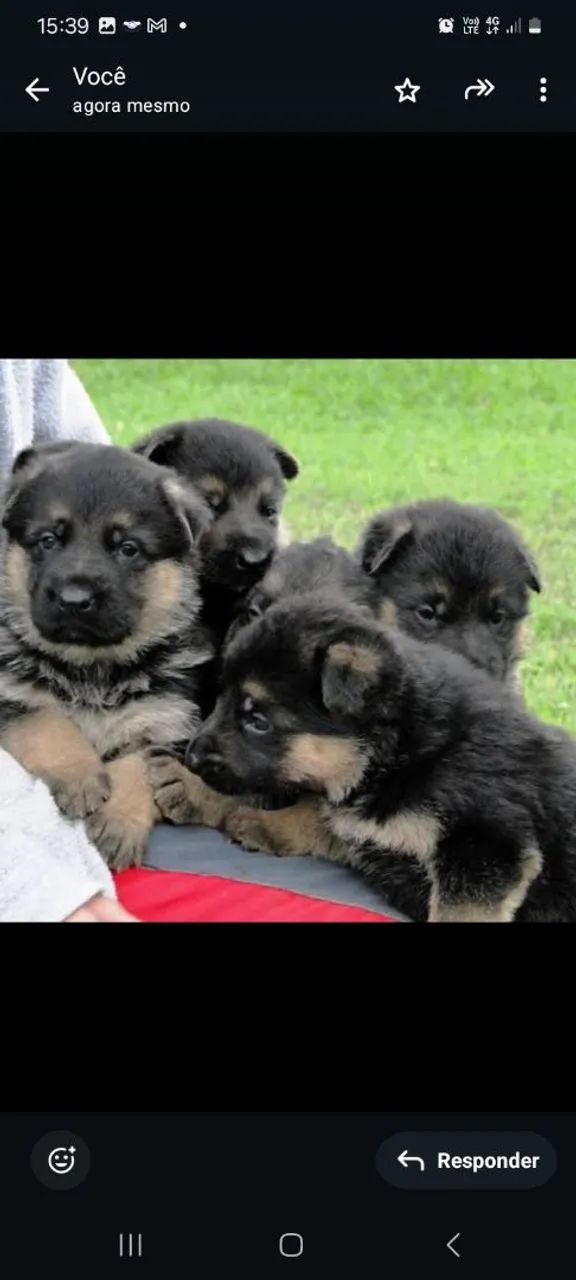 Pastor alemão com pedigree 
