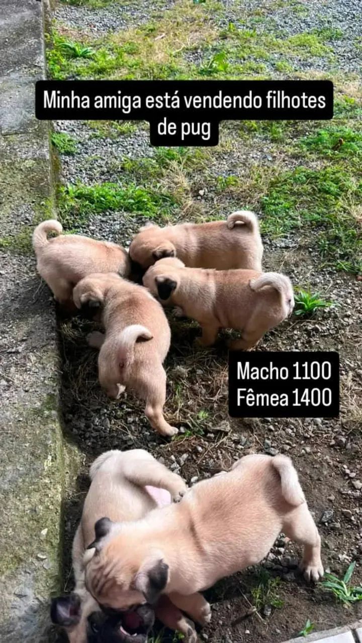 Pug Micro - Foto 2