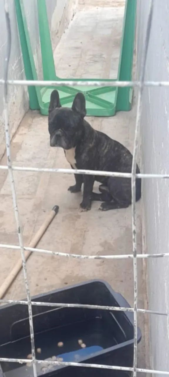 Buldog 