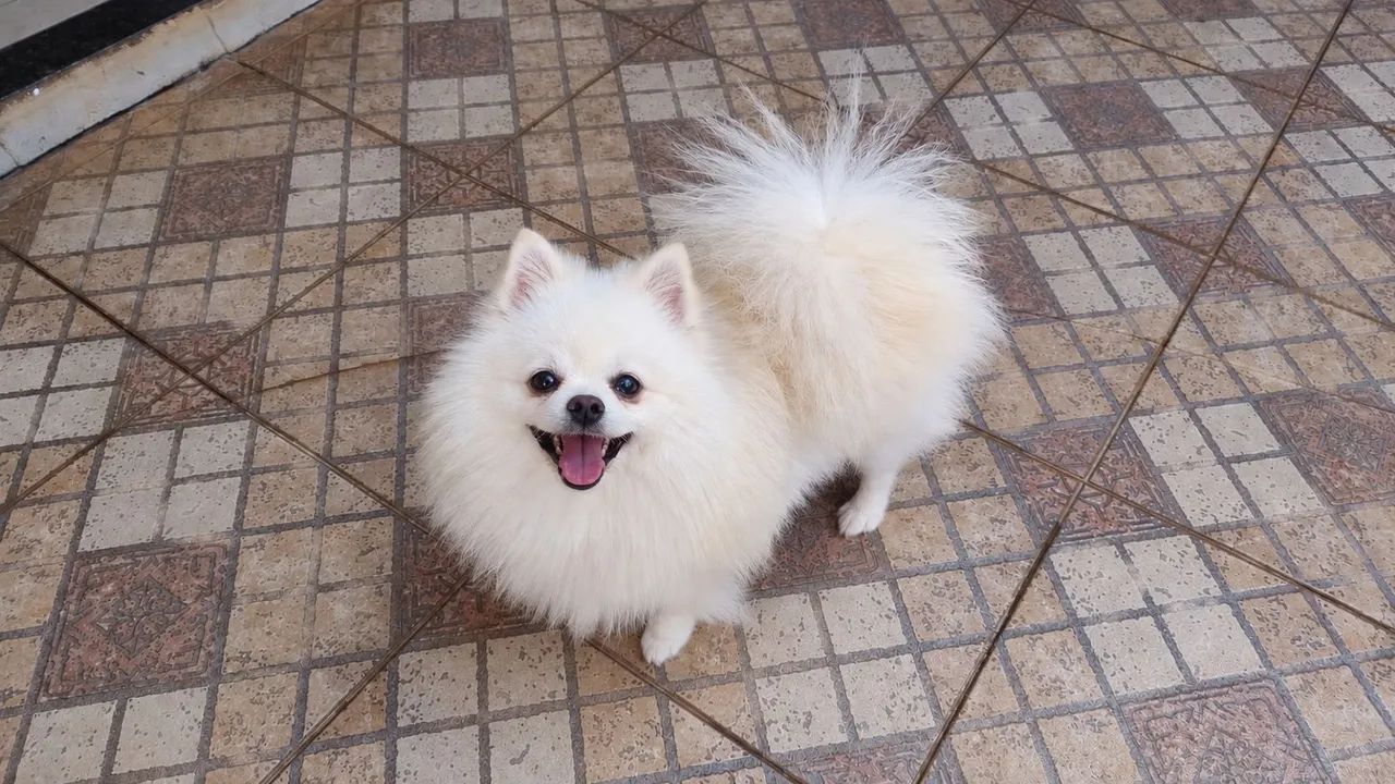 Spitz alemão - Foto 4