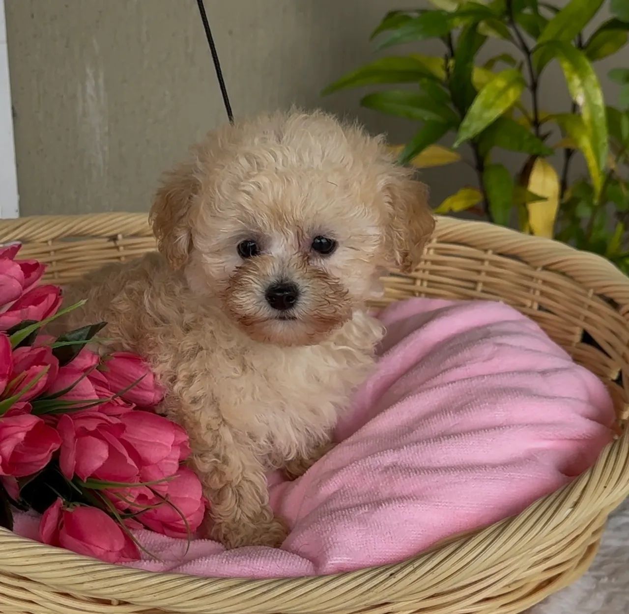 Macho poodle abricot  - Foto 4