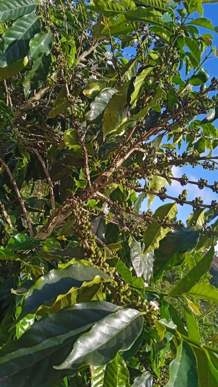 SÍTIO EM IBITIRAMA (ES) - Foto 5
