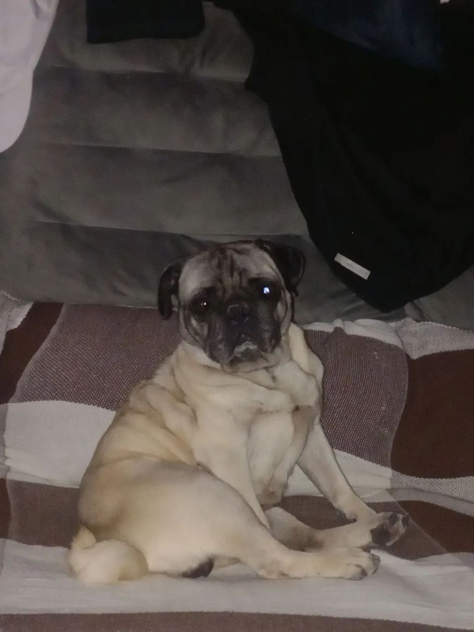 Vendo uma Pug fêmea  1500