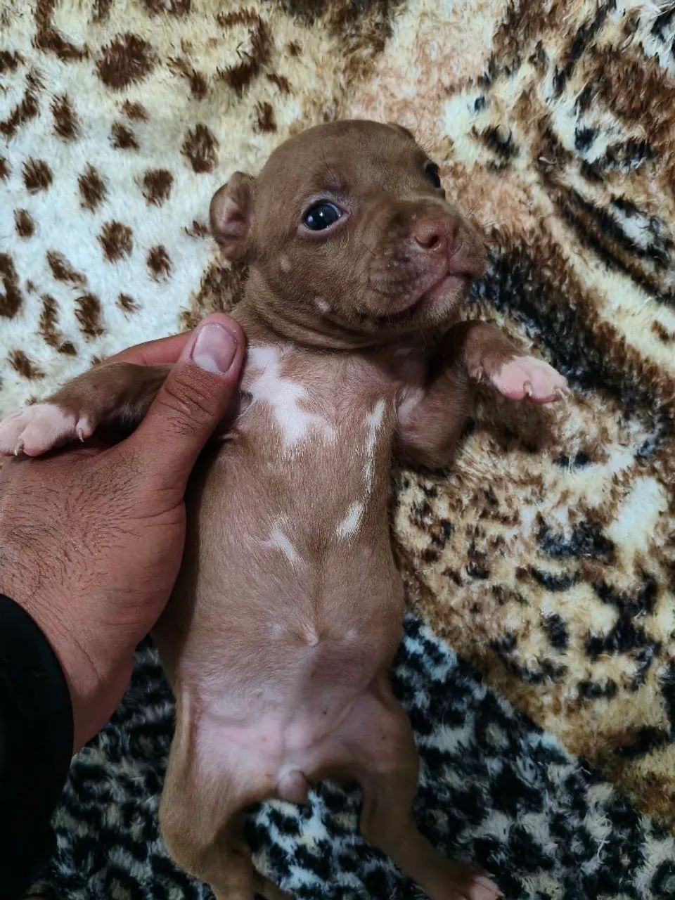 Filhotes de Pitbull  - Foto 4