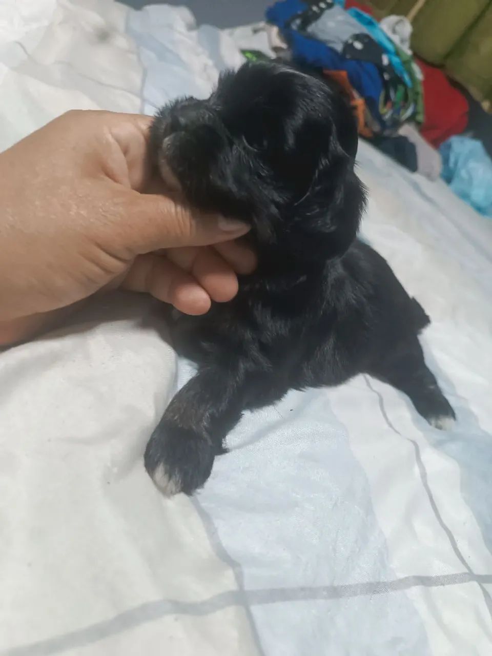 Filhote de lhasa apso - Foto 5