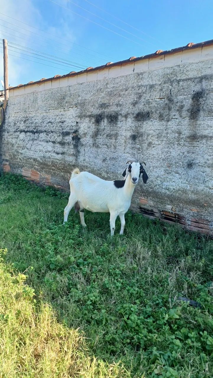 Cabras leiteiras  - Foto 3