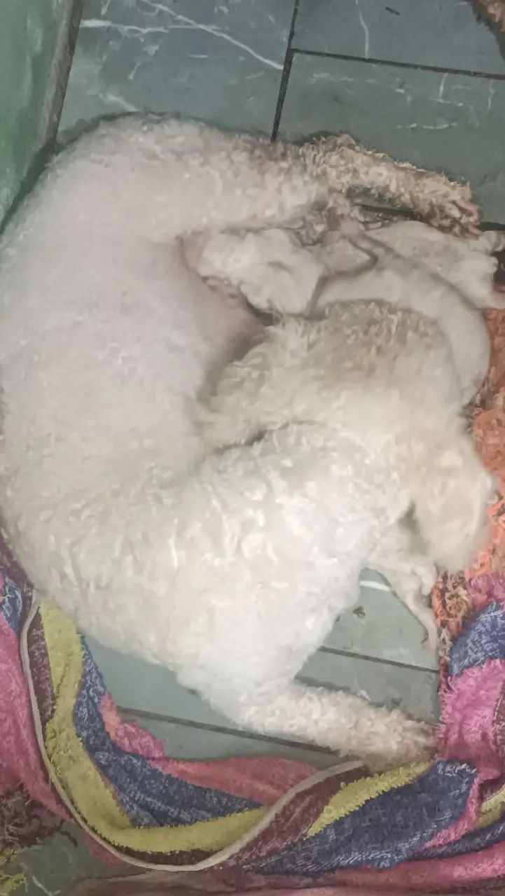 Filhotes de Poodle n° 1  - Foto 3