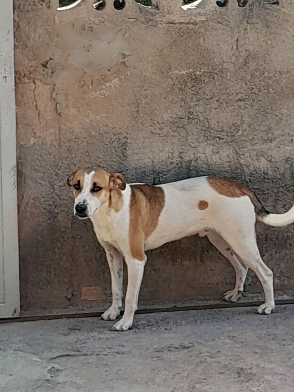 Cachorro - Foto 4