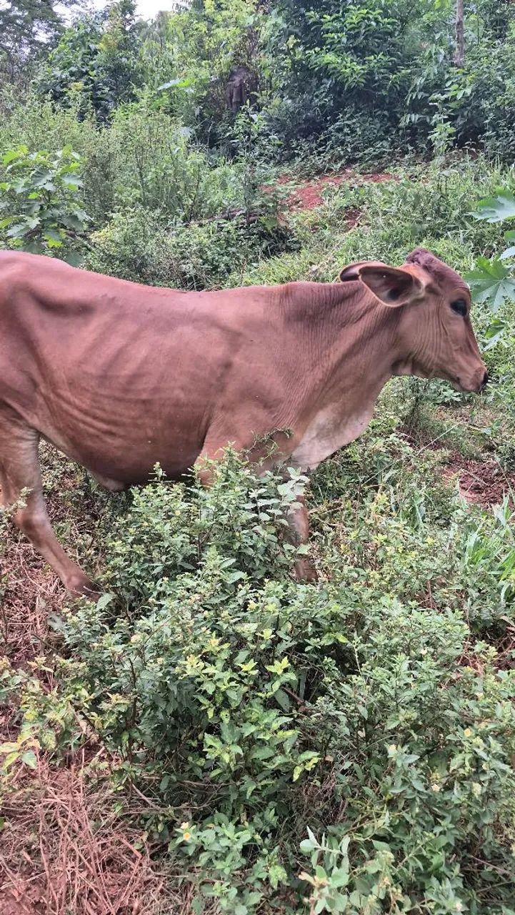 Novilhas de leite  - Foto 6