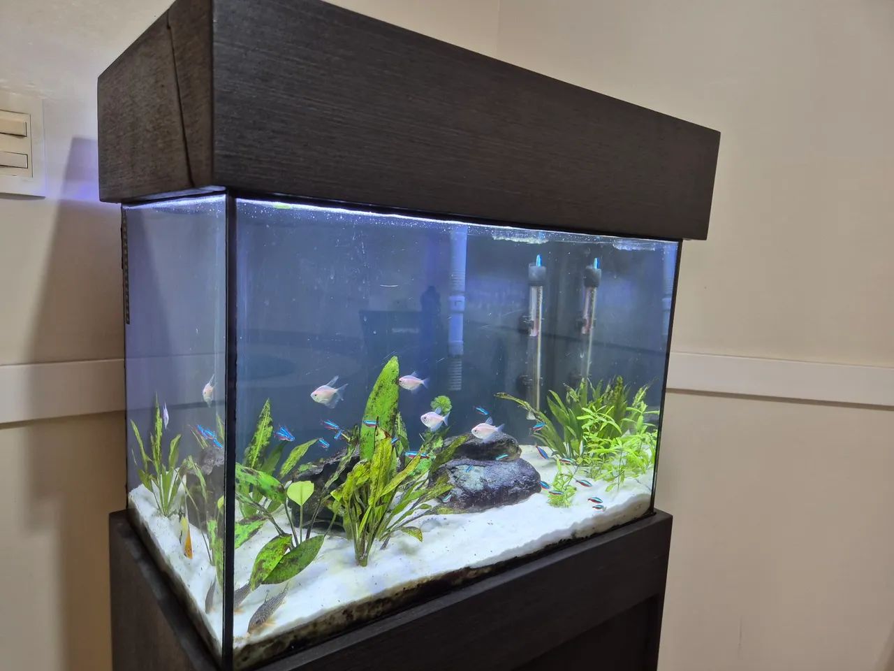 Aquário Amazônico - Foto 4