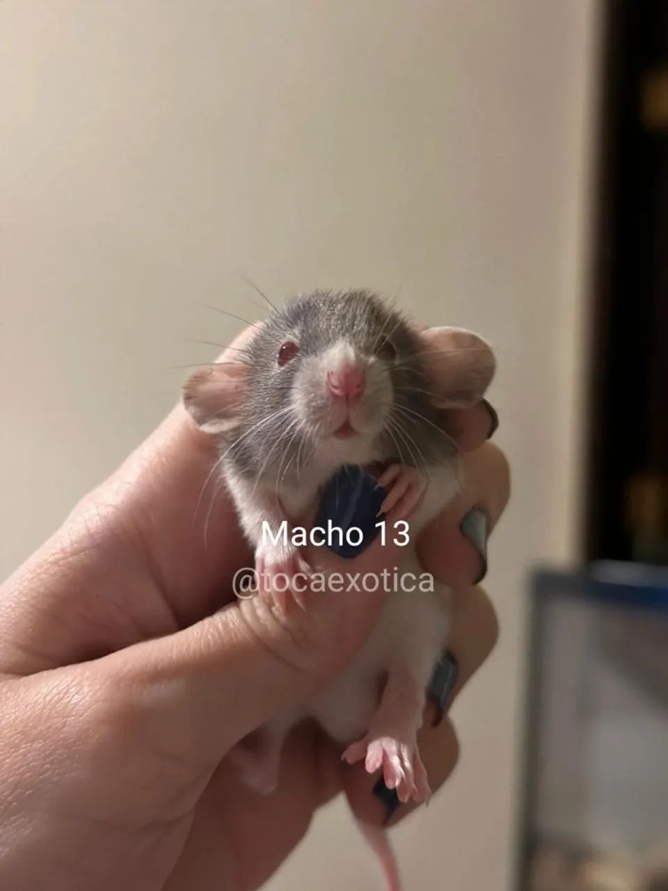 Rato Twister  - Foto 6