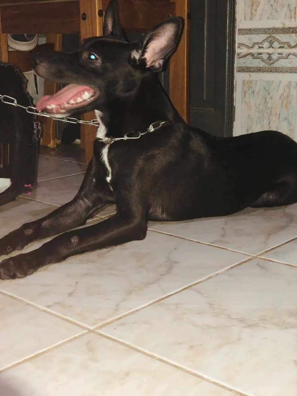 doação de cachorro - Foto 2