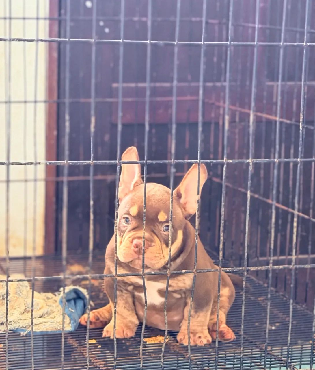 American Bully fêmeas 