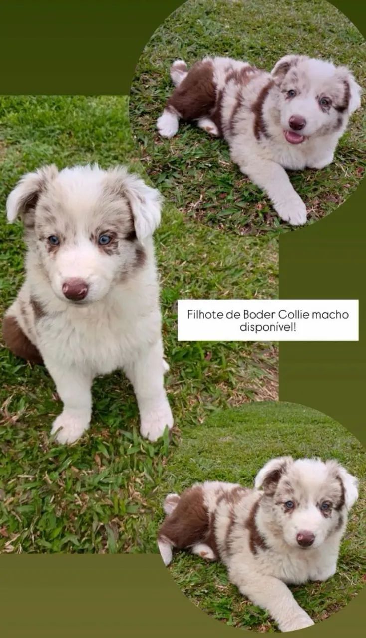 Filhotes Boder Collie  - Foto 3