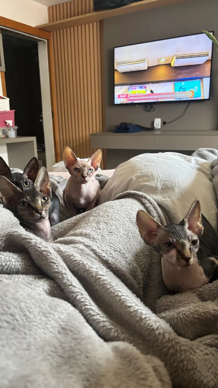 Filhote de Sphynx . - Foto 3
