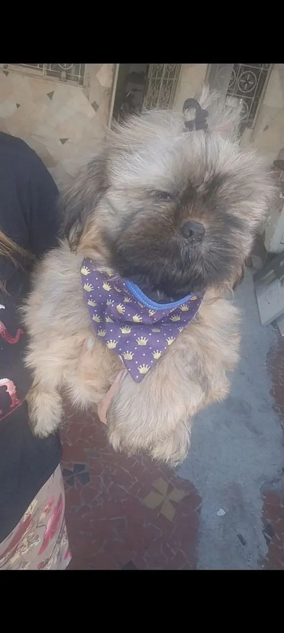 Shih Tzu macho  - Foto 5