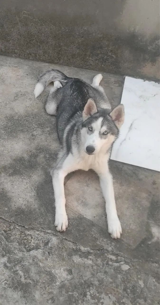 Lindo filhote de Husky Siberiano 