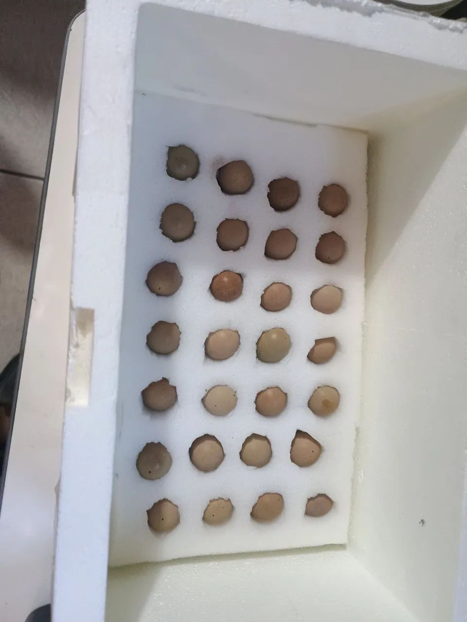 50 Ovos de codorna chinesa férteis  - Foto 2