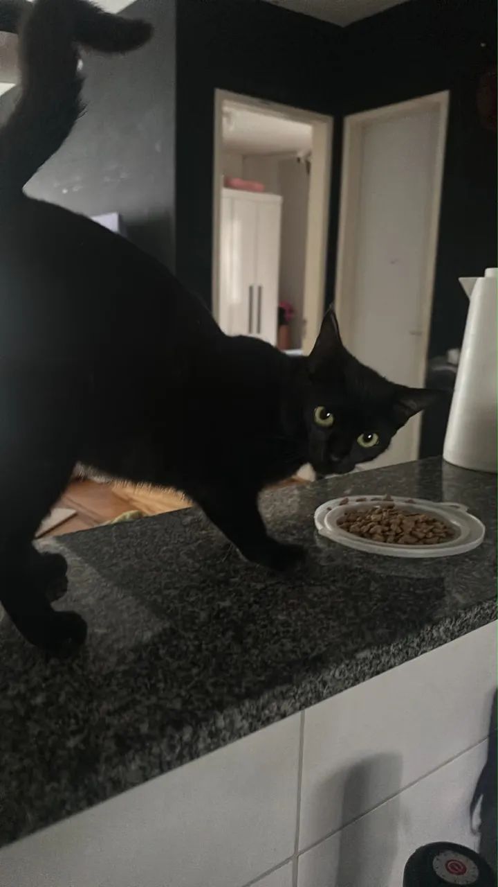Gata para adoção  - Foto 2
